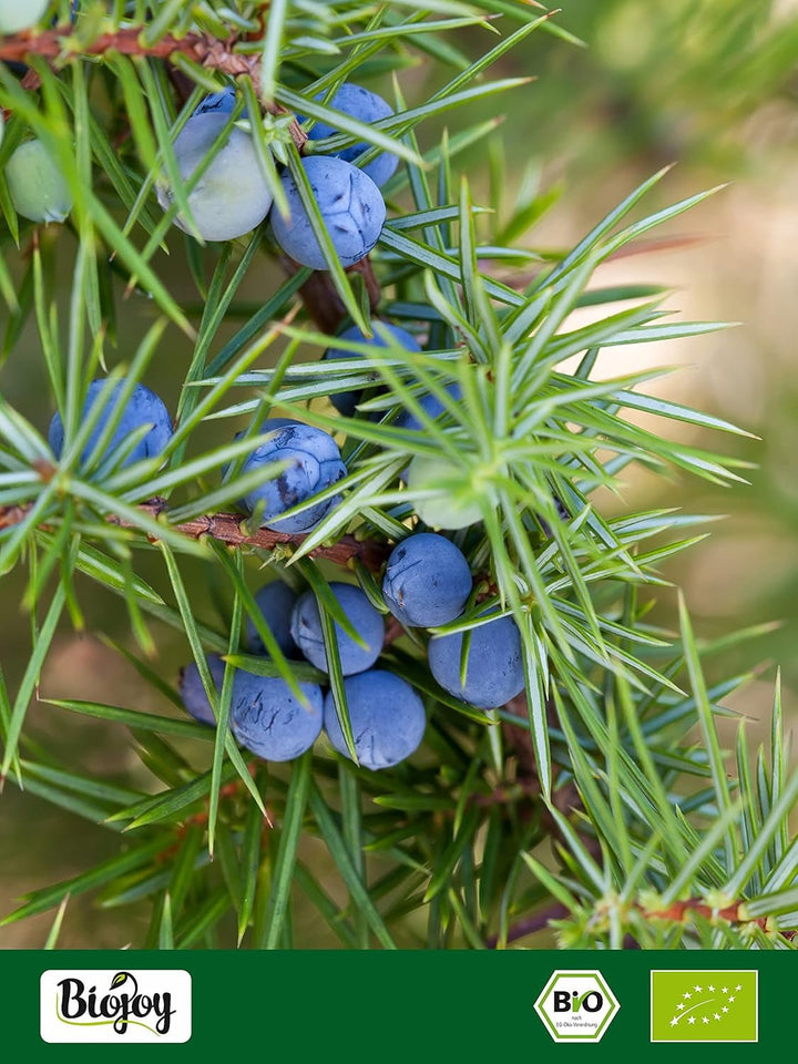 Biojoy fructe de ienupăr bio (250 g), uscate și întregi, fără aditivi (Juniperus communis) Produse deshidratate Naty Shop
